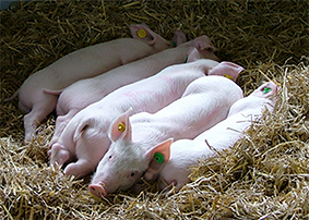 row of piglets lying in straw